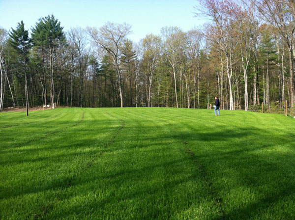 3 Steps to Transition to Natural Turf Management